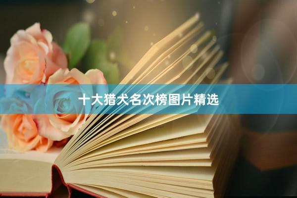 十大猎犬名次榜图片精选